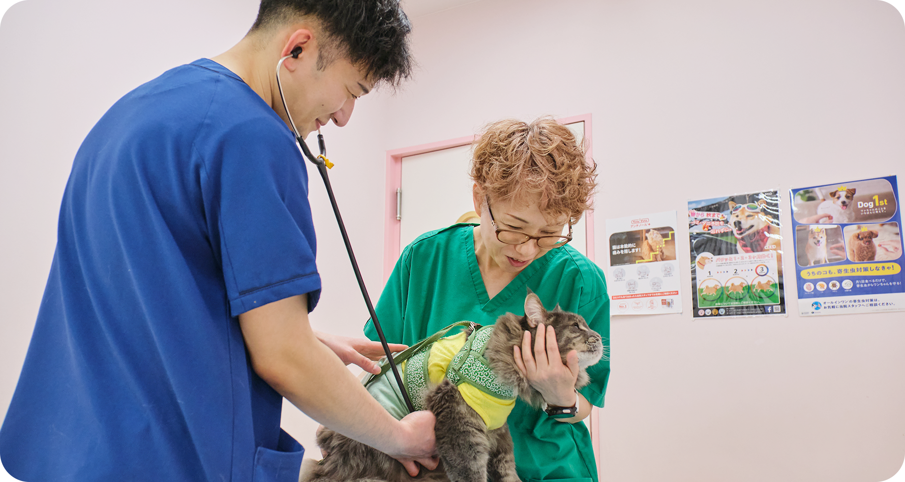 猫の超音波検査を行うスタッフ